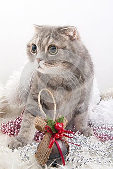 Scottish Fold cat breed with Christmas toys.