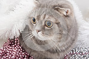 Scottish Fold cat breed close-up.
