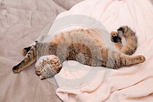 Scottish Fold cat, brown tabby lying belly up on its back.