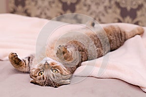 Scottish Fold cat, brown tabby lying belly up on its back.