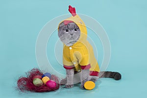 Scottish Fold cat in a chicken costume celebrates Easter