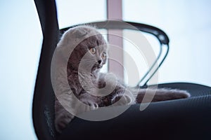 Scottish fold cat. Curious Scottish fold kitten. closeup looking at camera