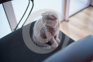 Scottish fold cat. Curious Scottish fold kitten. closeup looking at camera