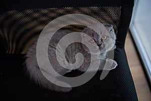 Scottish fold cat. Curious Scottish fold kitten. closeup looking at camera