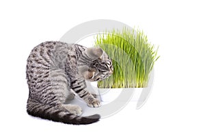 Scottish Fold cat eating fresh green grass growing by oats seed, natural herbal treatment for the health of pet isolated on white