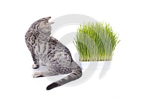 Scottish Fold cat eating fresh green grass growing by oats seed, natural herbal treatment for the health of pet isolated on white