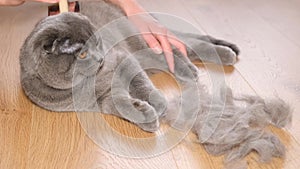 Scottish Fold Cat enjoys being brushed on the wood floor