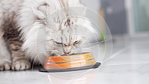 A Scottish Fold cat is feasting from a colorful bowl