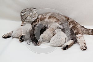 The Scottish fold cat feeds lot of mismatched kittens. Family. Selective focus