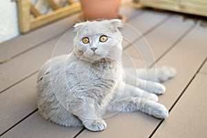 Scottish Fold cat
