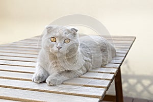 Scottish Fold cat