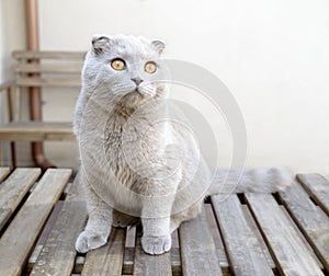 Scottish Fold cat