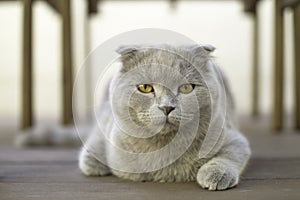 Scottish Fold cat