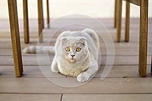 Scottish Fold cat