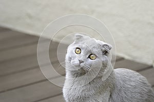 Scottish Fold cat