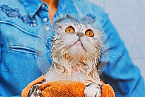 Scottish fold cat after hard wash