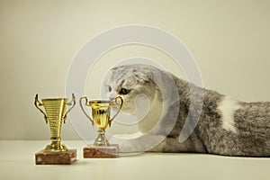 Scottish fold cat with his award or trophy. Champion Cat lying on the Table with His Trophy. cat's show