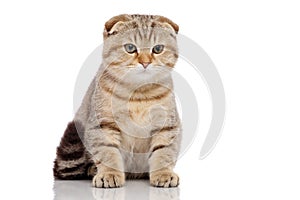 Scottish fold cat