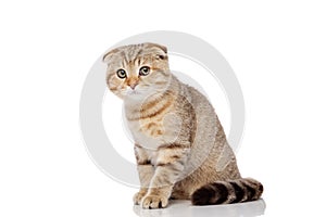 Scottish fold cat