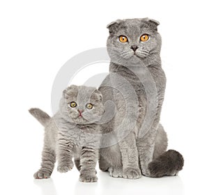 Scottish fold cat and kitten