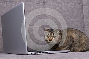 Scottish fold cat with laptop on sofa