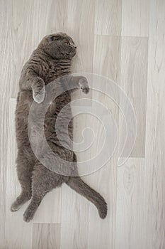 Scottish fold cat laying and looking at side with copyspace