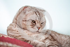 Scottish fold cat lies in home comfort close-up, the portrait of cute young silver-gray striped Scottish fold cat