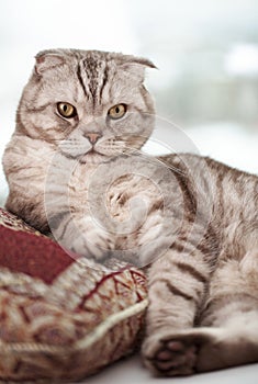 Scottish fold cat lies in home comfort close-up, the portrait of cute young silver-gray striped Scottish fold cat