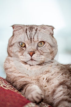 Scottish fold cat lies in home comfort close-up, the portrait of cute young silver-gray striped Scottish fold cat