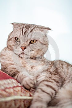 Scottish fold cat lies in home comfort close-up, the portrait of cute young silver-gray striped Scottish fold cat