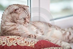 Scottish fold cat lies in home comfort close-up, the portrait of cute young silver-gray striped Scottish fold cat