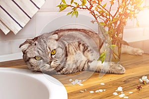 Scottish fold cat lies in kitchen in sunlight. Cozy home scandinavian interior. Gray striped pet, yellow eyes