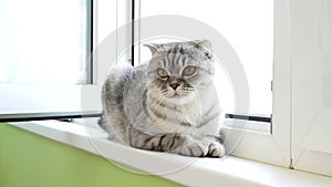 Scottish fold cat lies on the windowsill. Cat breathes fresh air.