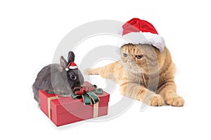 Scottish fold cat and little rabbit wearing red santa claus hat with gift box