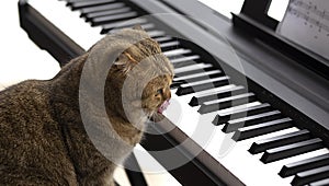 Scottish fold cat look at piano, close-up portrait