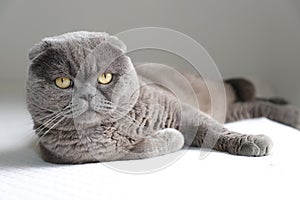 Scottish Fold cat photo