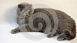 Scottish Fold cat lying on the floor on a white background 2