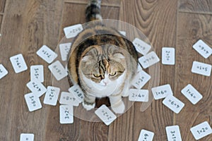 scottish fold cat with many examples in mathematics