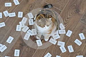 scottish fold cat with many examples in mathematics