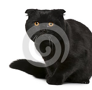 Scottish Fold cat, 7 months old