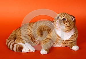 Scottish fold cat on an orange background.