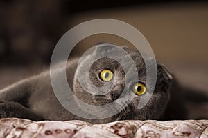 Scottish fold cat with orange eyes lying on grey textile sofa at home