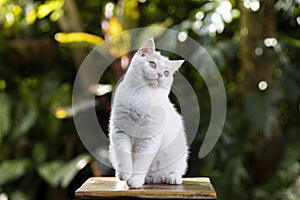 Scottish fold cat with orange eyes sitting on wooden table with green leaf background. Cute cat sitting in the garden. Tabby cat