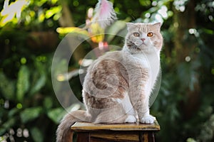 Scottish fold cat with orange eyes sitting on wooden table with green leaf background. Orange cat sitting in the garden. Tabby cat