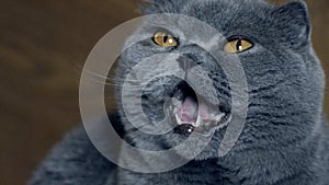Scottish fold cat portrait. British shorthair grey and blue cat with big yellow eyes sitting and looking at camera, look ahead