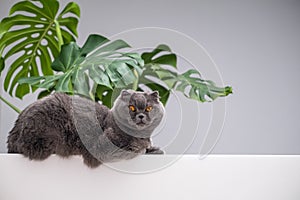 Scottish fold cat portrait on white background. British shorthair grey and blue domestic cat with big yellow eyes sitting or lying