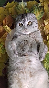 Scottish fold cat photo