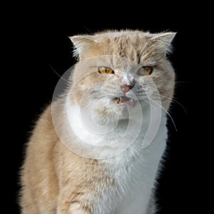 Scottish fold cat sitting on black background. orange Kitten on black background. Cute cat isolate on black background