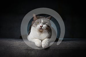 Scottish fold cat sitting on black background. Tabby cat with yellow eyes on sofa in house. White cat in studio