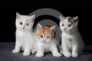 Scottish fold cat sitting on black background. Three White Kitten on gray floor in studio